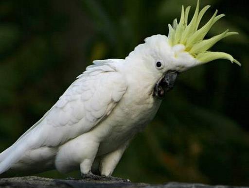 世界上壽命最長的十種鳥,葵花鳳頭鸚鵡、金剛鸚鵡能活70歲以上