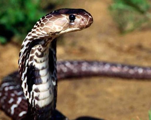 中國十大毒蛇排名,銀環蛇毒性猛烈,眼鏡王蛇反應敏捷