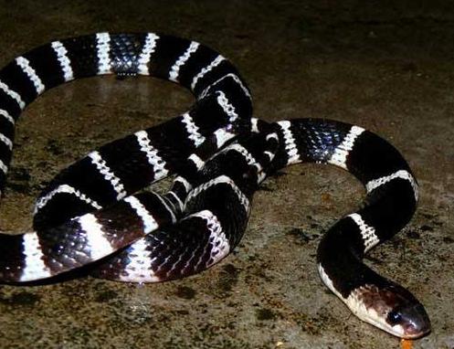 中國十大毒蛇排名,銀環蛇毒性猛烈,眼鏡王蛇反應敏捷