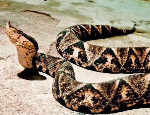 中國十大毒蛇排名,銀環蛇毒性猛烈,眼鏡王蛇反應敏捷