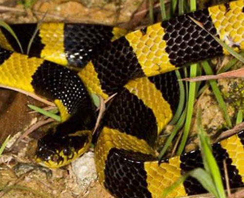 中國十大毒蛇排名,銀環蛇毒性猛烈,眼鏡王蛇反應敏捷