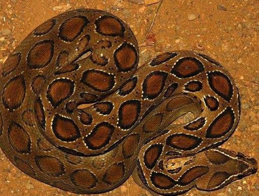 中國十大毒蛇排名,銀環蛇毒性猛烈,眼鏡王蛇反應敏捷