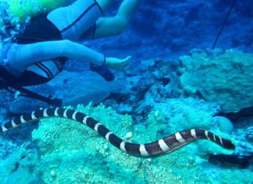 中國十大毒蛇排名,銀環蛇毒性猛烈,眼鏡王蛇反應敏捷