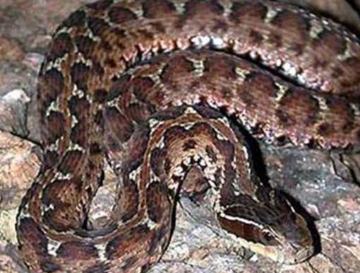 中國十大毒蛇排名,銀環蛇毒性猛烈,眼鏡王蛇反應敏捷