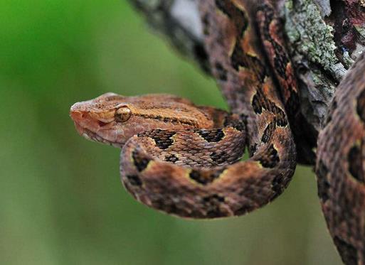 中國十大毒蛇排名,銀環蛇毒性猛烈,眼鏡王蛇反應敏捷