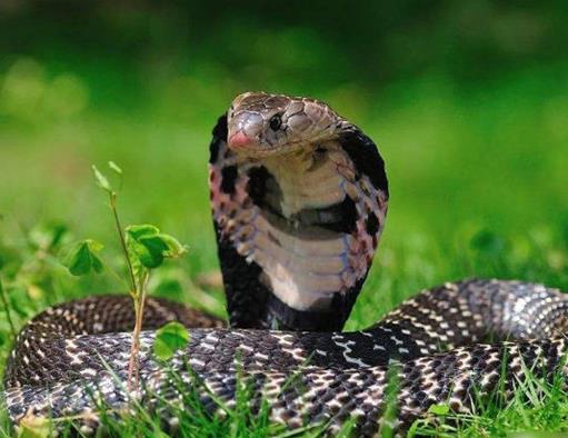 中國十大毒蛇排名,銀環蛇毒性猛烈,眼鏡王蛇反應敏捷