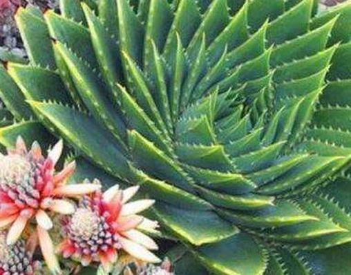 十大最貴多肉排名,霓虹燈玉很稀少,惠比須笑的花朵美艷動人