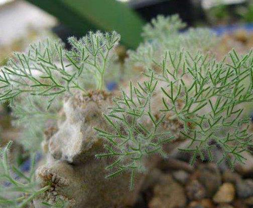 十大最貴多肉排名,霓虹燈玉很稀少,惠比須笑的花朵美艷動人