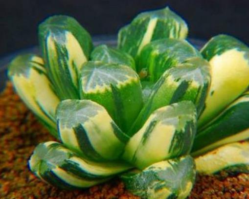 十大最貴多肉排名,霓虹燈玉很稀少,惠比須笑的花朵美艷動人