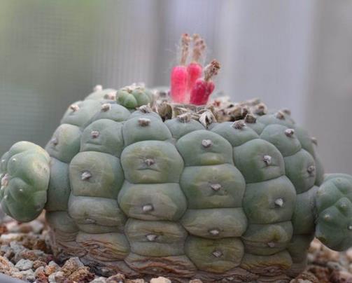 十大最貴多肉排名,霓虹燈玉很稀少,惠比須笑的花朵美艷動人