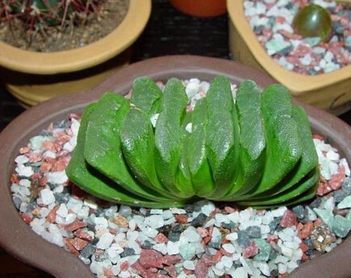 十大最貴多肉排名,霓虹燈玉很稀少,惠比須笑的花朵美艷動人