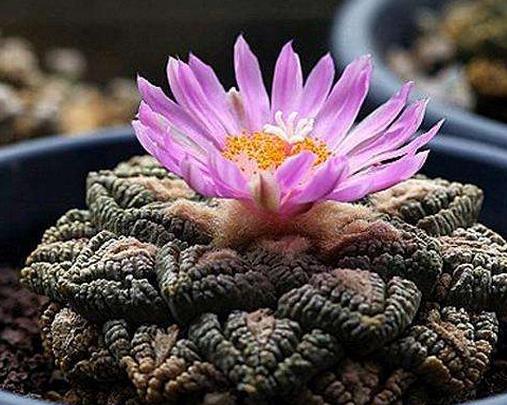 十大最貴多肉排名,霓虹燈玉很稀少,惠比須笑的花朵美艷動人