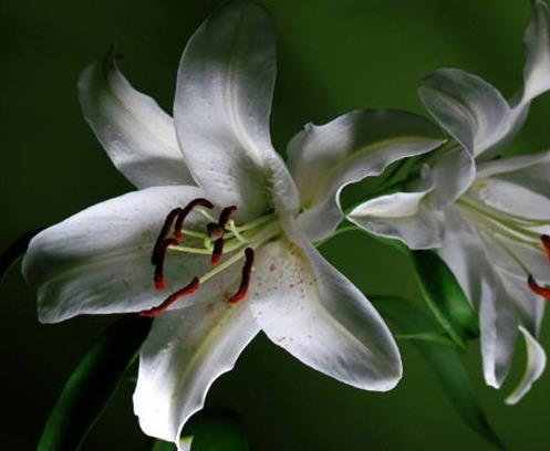 十種只在夜間開放的花,曇花一現很少人見,夜來香香味濃郁