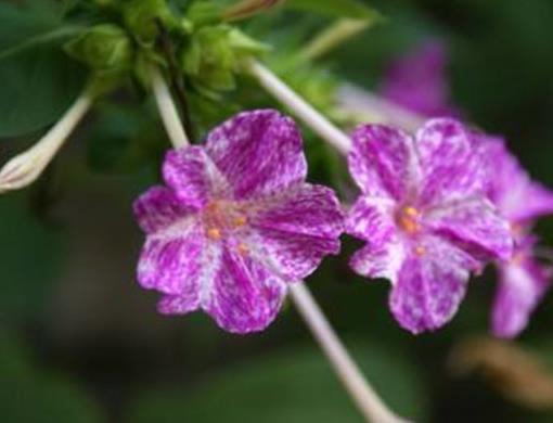 十種只在夜間開放的花,曇花一現很少人見,夜來香香味濃郁