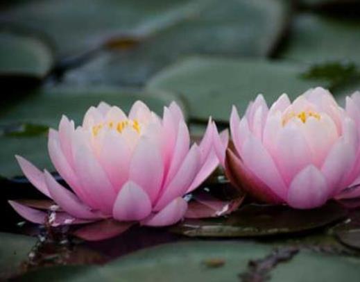 十種只在夜間開放的花,曇花一現很少人見,夜來香香味濃郁