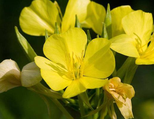 十種只在夜間開放的花,曇花一現很少人見,夜來香香味濃郁