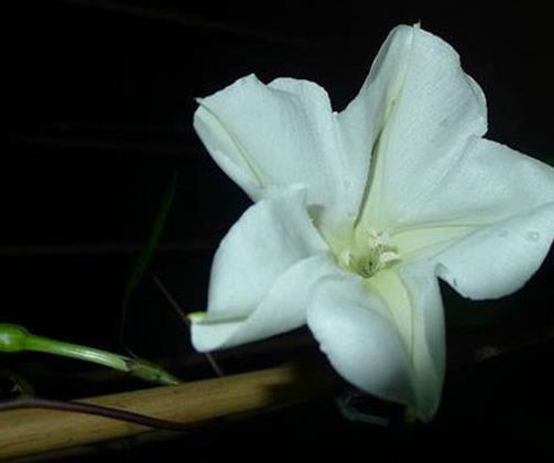 十種只在夜間開放的花,曇花一現很少人見,夜來香香味濃郁