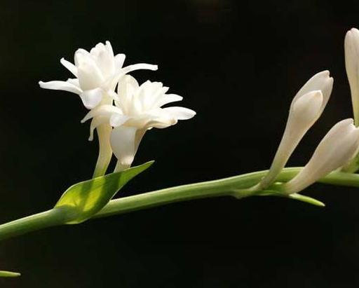 十種只在夜間開放的花,曇花一現很少人見,夜來香香味濃郁