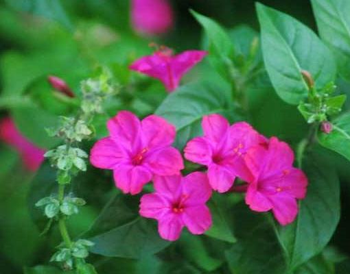 十種只在夜間開放的花,曇花一現很少人見,夜來香香味濃郁