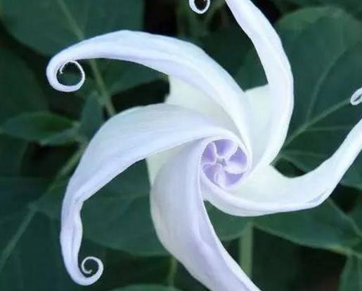 十種只在夜間開放的花,曇花一現很少人見,夜來香香味濃郁