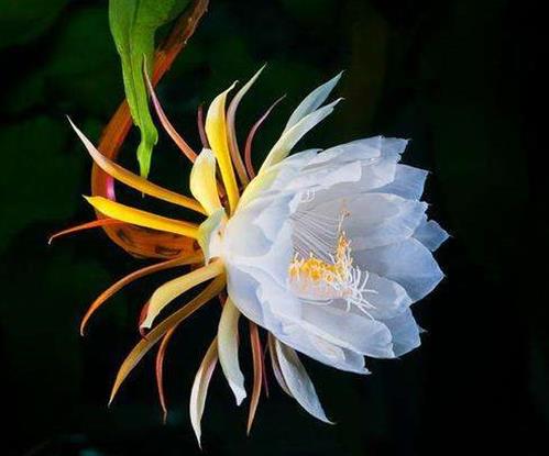 十種只在夜間開放的花,曇花一現很少人見,夜來香香味濃郁