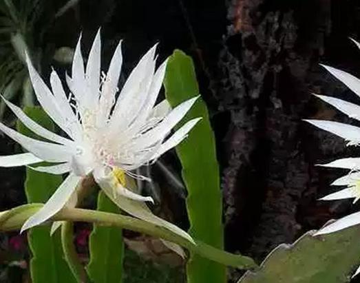 十種只在夜間開放的花,曇花一現很少人見,夜來香香味濃郁