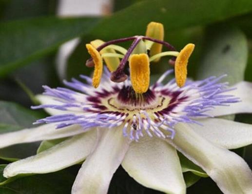 世界十大吃人植物排名,蛇樹十分邪惡,食人花很可怕