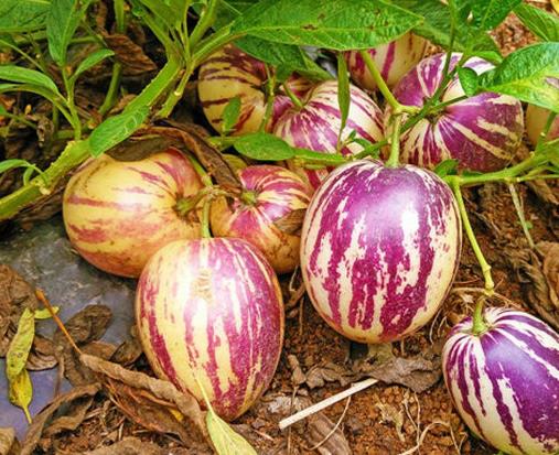 世界上最難吃的水果,火參果有黃瓜味,百香果味道很酸