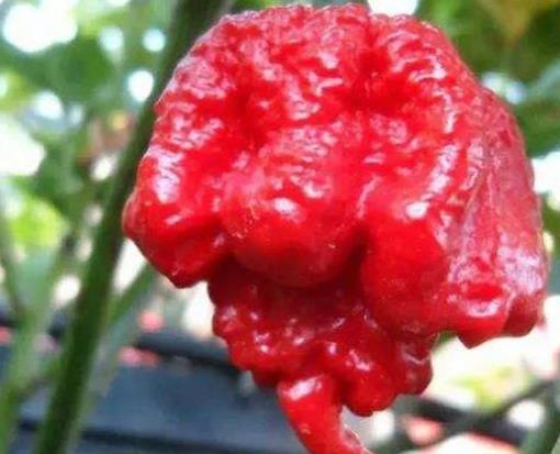 世界十大最辣辣椒排名,卡羅萊納死神、特立尼達(dá)莫魯加蝎不敢挑戰(zhàn)