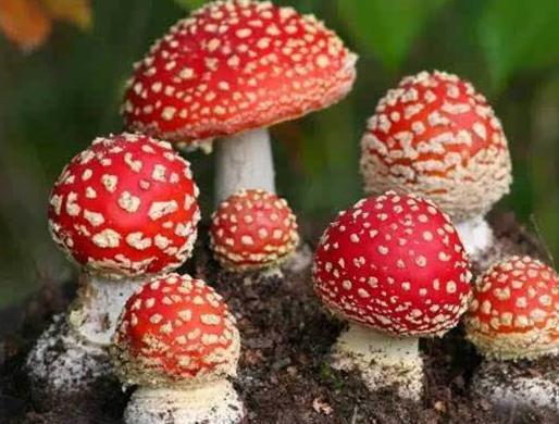 世界十大毒菇排名,白毒傘誤食會器官衰竭,秋生盔孢傘有劇毒