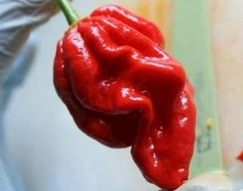 世界十大最辣辣椒排名,卡羅萊納死神、特立尼達(dá)莫魯加蝎不敢挑戰(zhàn)