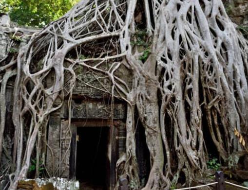 世界十大吃人植物排名,蛇樹十分邪惡,食人花很可怕