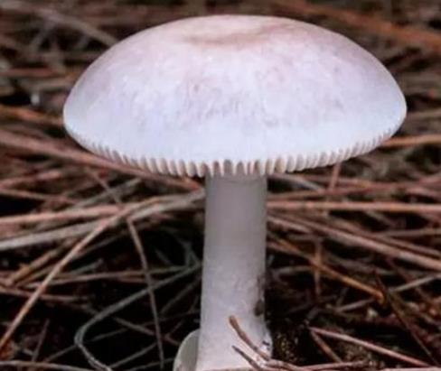 世界十大毒菇排名,白毒傘誤食會器官衰竭,秋生盔孢傘有劇毒