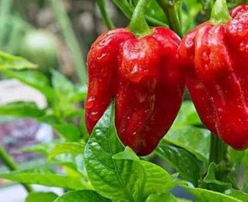 世界十大最辣辣椒排名,卡羅萊納死神、特立尼達(dá)莫魯加蝎不敢挑戰(zhàn)