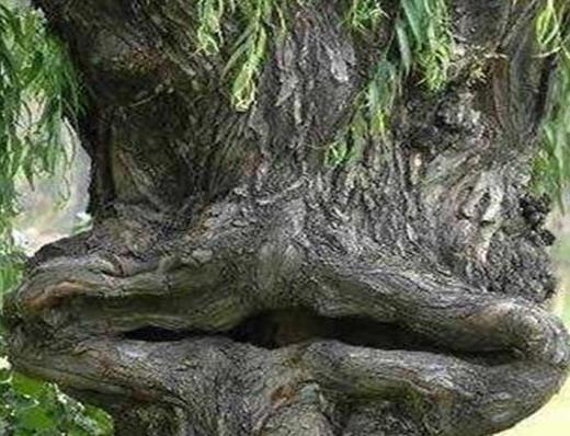 世界十大吃人植物排名,蛇樹十分邪惡,食人花很可怕