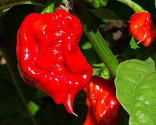世界十大最辣辣椒排名,卡羅萊納死神、特立尼達(dá)莫魯加蝎不敢挑戰(zhàn)