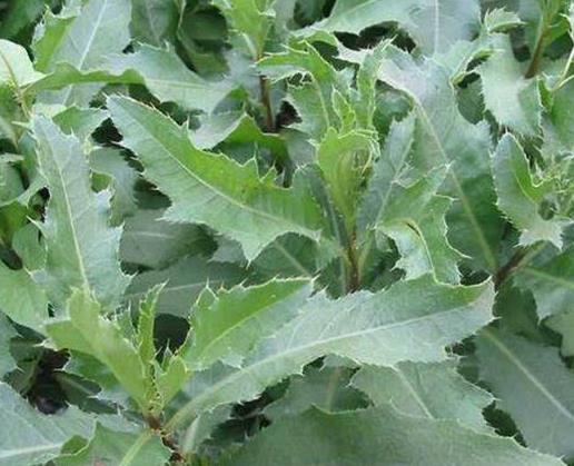 農村常見的十種野菜排名,地皮菜下酒很不錯,苦菜又叫苦苣菜