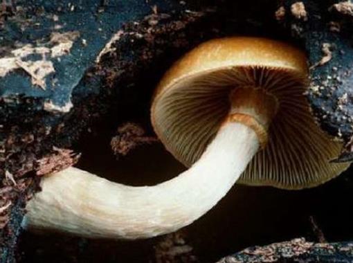 世界十大毒菇排名,白毒傘誤食會器官衰竭,秋生盔孢傘有劇毒