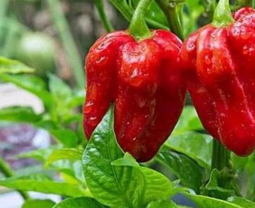 世界十大最辣辣椒排名,卡羅萊納死神、特立尼達(dá)莫魯加蝎不敢挑戰(zhàn)