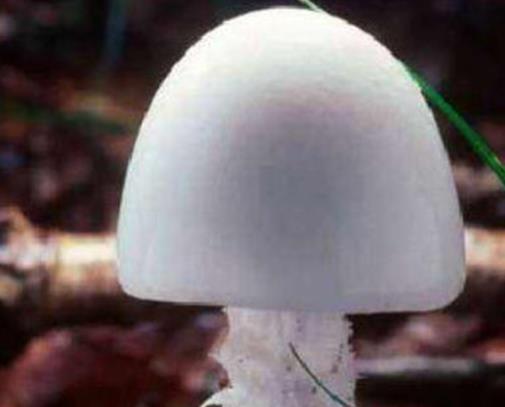 世界十大毒菇排名,白毒傘誤食會器官衰竭,秋生盔孢傘有劇毒