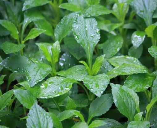 農村常見的十種野菜排名,地皮菜下酒很不錯,苦菜又叫苦苣菜