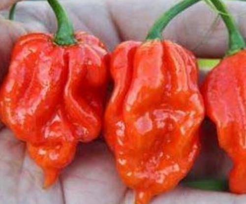 世界十大最辣辣椒排名,卡羅萊納死神、特立尼達(dá)莫魯加蝎不敢挑戰(zhàn)