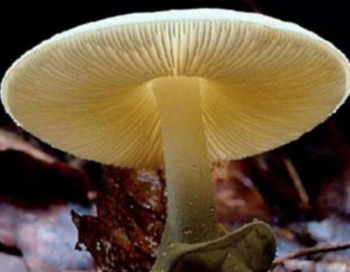 世界十大毒菇排名,白毒傘誤食會器官衰竭,秋生盔孢傘有劇毒