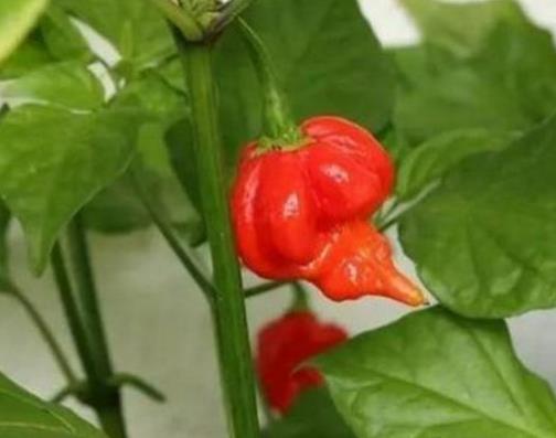 世界十大最辣辣椒排名,卡羅萊納死神、特立尼達(dá)莫魯加蝎不敢挑戰(zhàn)