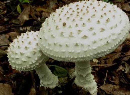 世界十大毒菇排名,白毒傘誤食會器官衰竭,秋生盔孢傘有劇毒