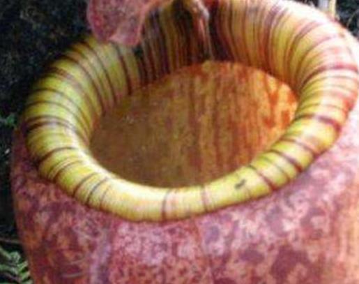 世界十大吃人植物排名,蛇樹十分邪惡,食人花很可怕