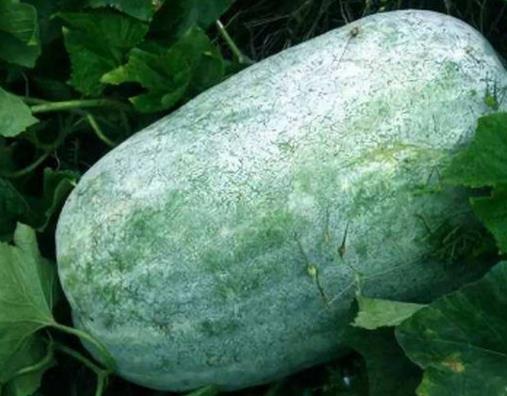 降血糖最快的十種蔬菜排名,苦瓜纖維素含量多,洋蔥清理膽固醇