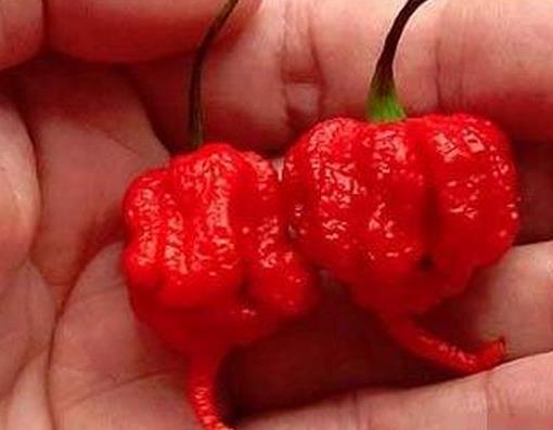 世界十大最辣辣椒排名,卡羅萊納死神、特立尼達(dá)莫魯加蝎不敢挑戰(zhàn)