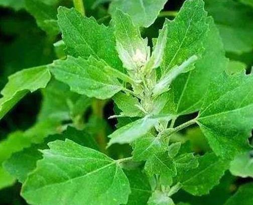 農村常見的十種野菜排名,地皮菜下酒很不錯,苦菜又叫苦苣菜