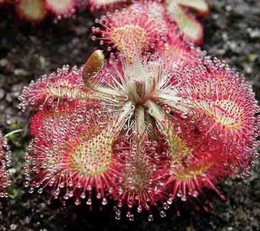 世界十大吃人植物排名,蛇樹十分邪惡,食人花很可怕